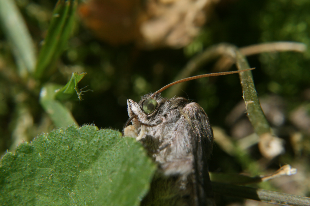 farfalla notturna beccata fuori orario