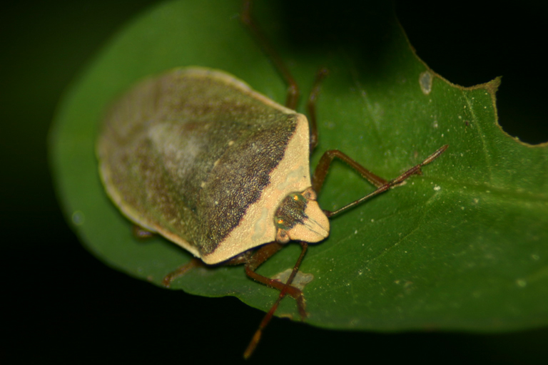 altra cimicetta