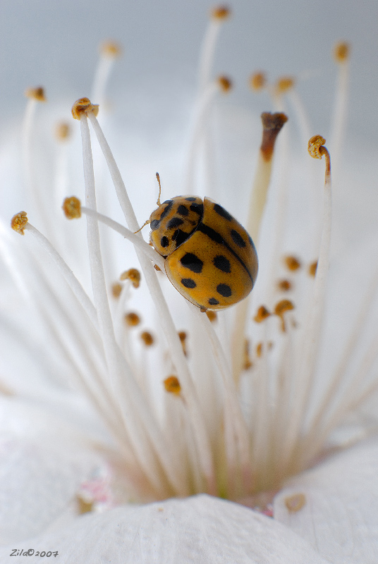 a spasso tra i pistilli ..