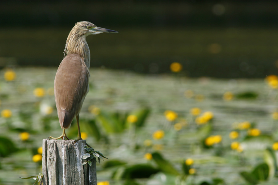 Sgarza Ciuffetto ...