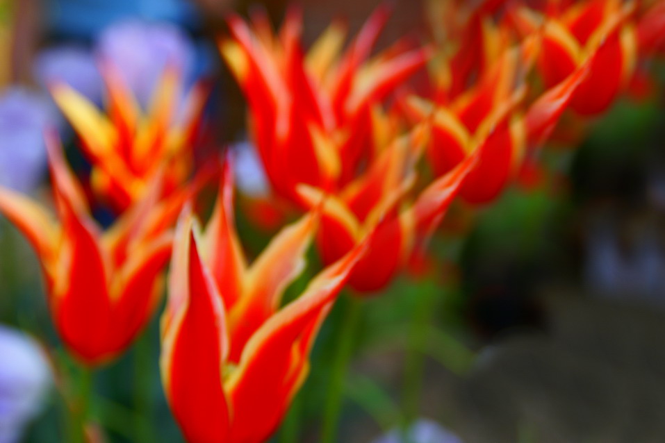 Composizione floreale