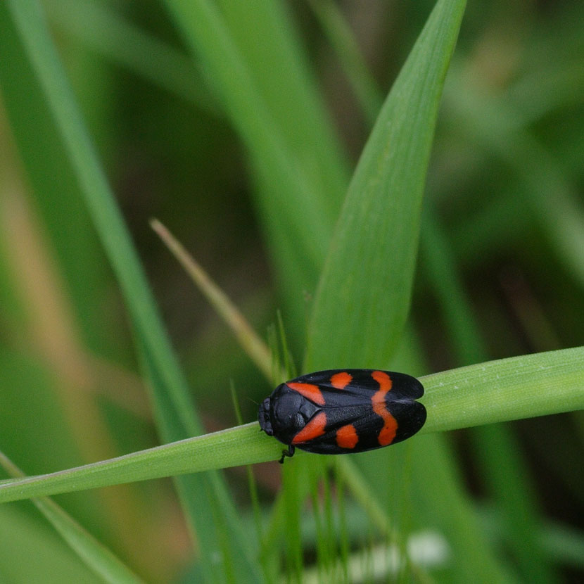 traversata su ponte vegetale