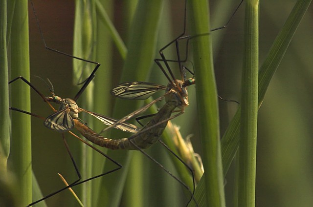 Equilibristi del sessso 2