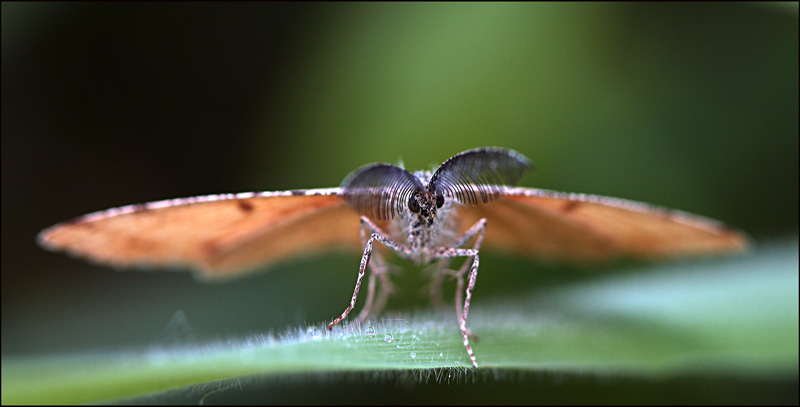 con tergi //// \\\\ ...