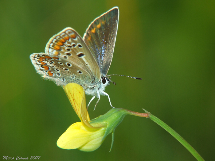 Saltellando sul fiore