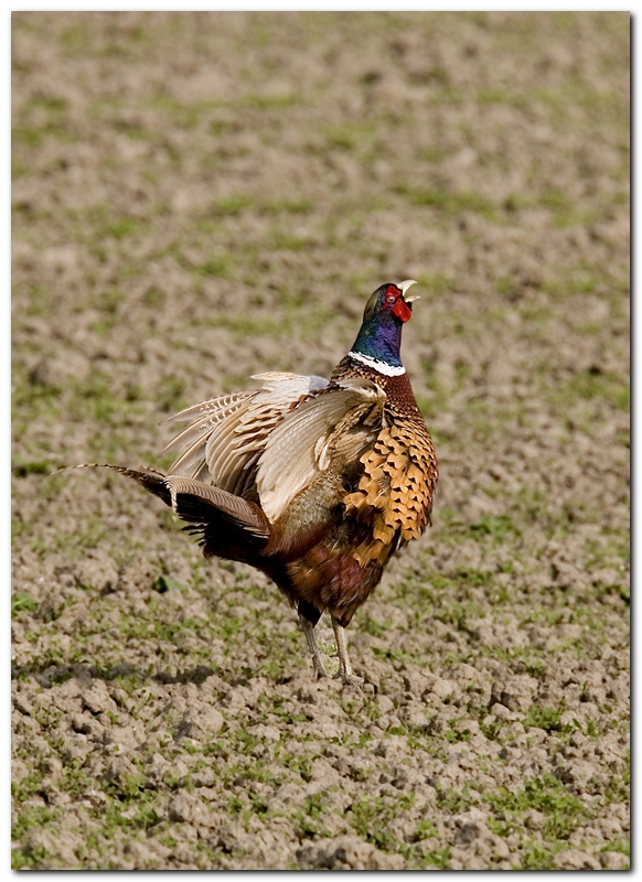 Questo � il mio territorio