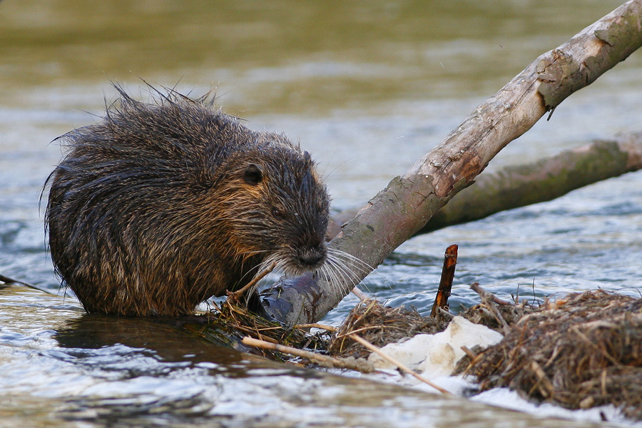 Nutria ...