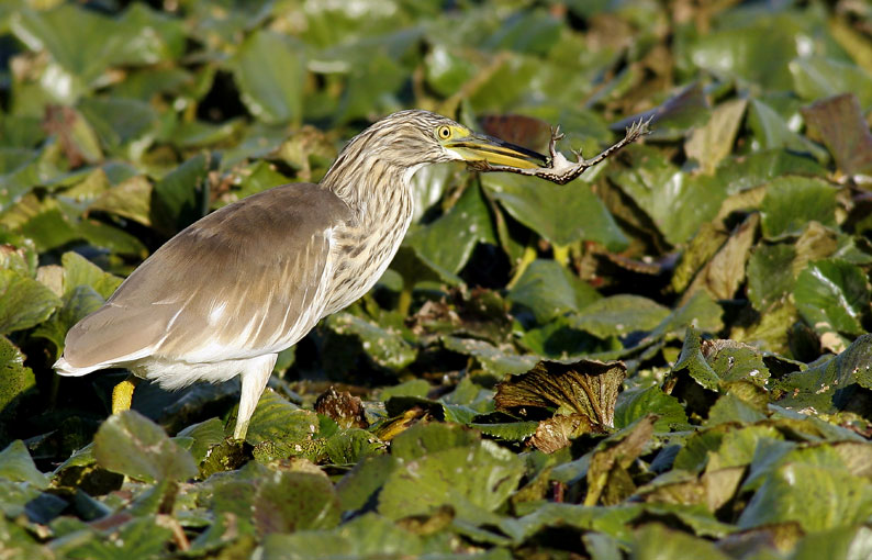 Renzo-Sgarza ciuffetto