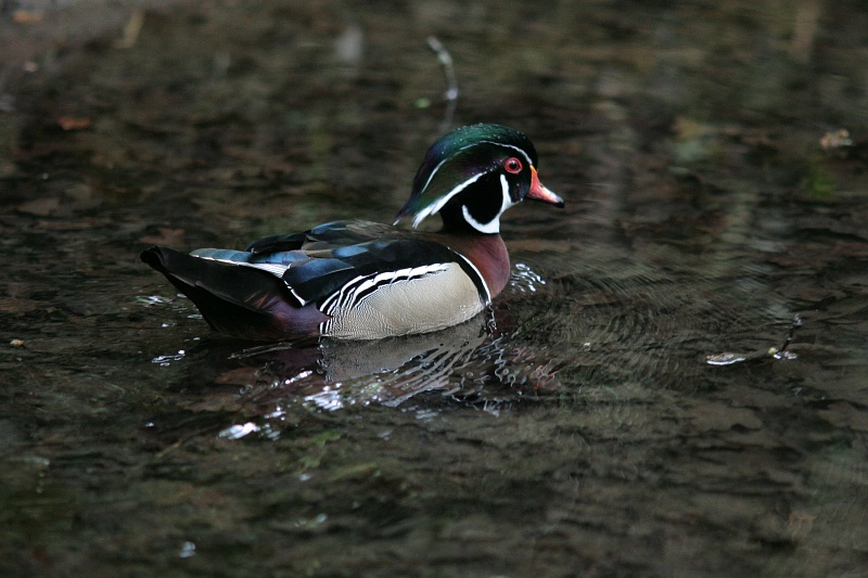 Anatra sposa