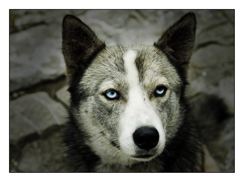 ...azzurri come il cielo.....