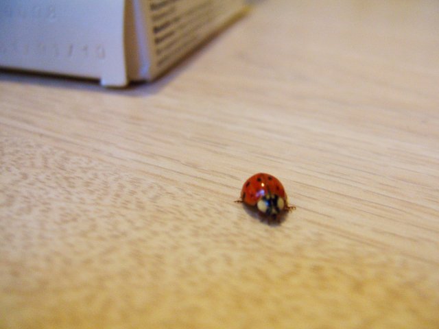 Ladybug