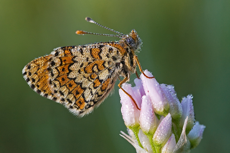 Ninfalide (Melitaea cinxia) bagnata dal sole