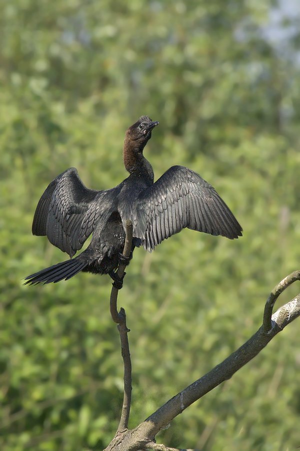 Marangone Altezzoso 2 ...