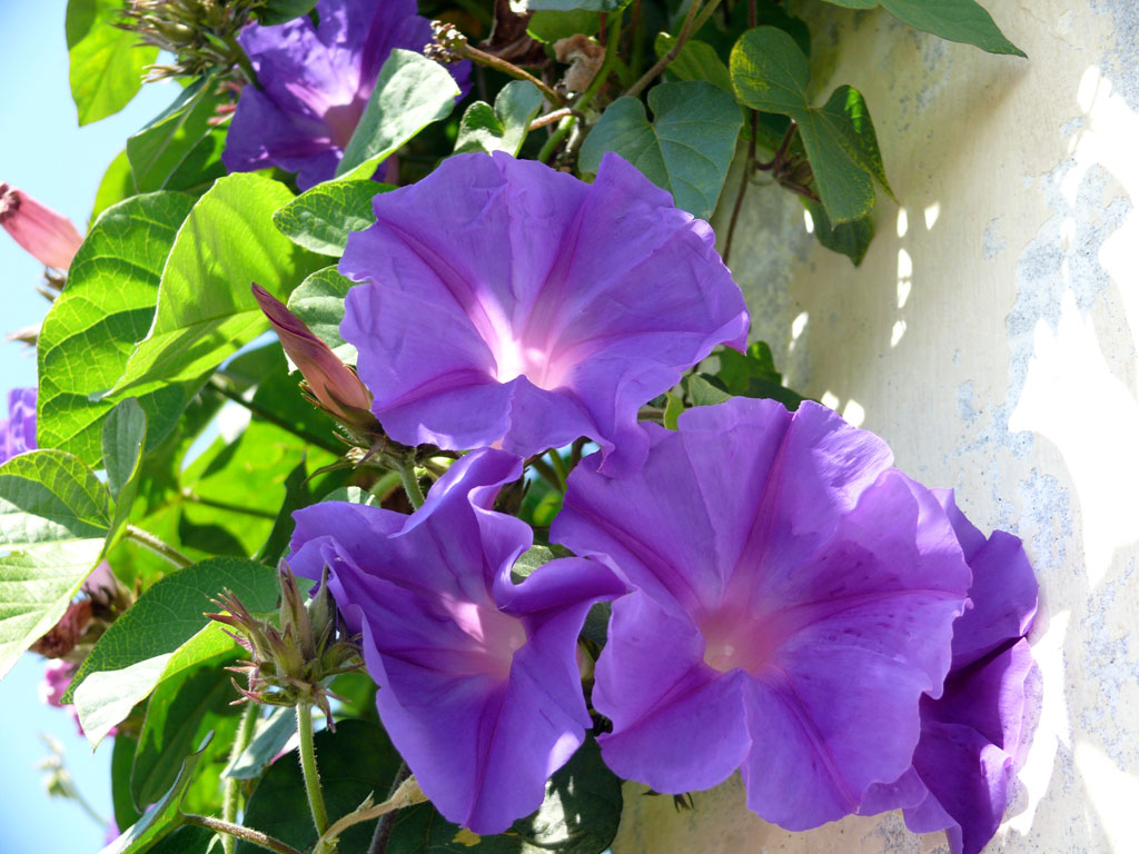 giardini della minerva 2