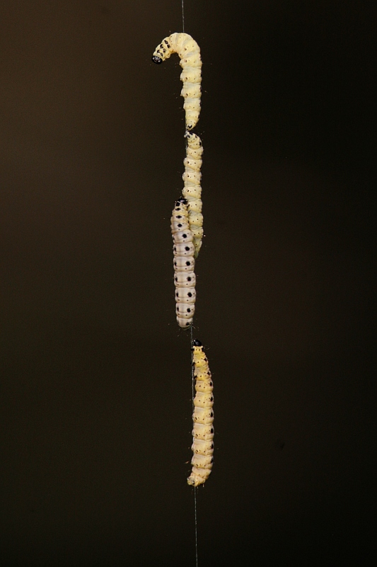 Tempo di farfalle, si segnalano lunghe code!