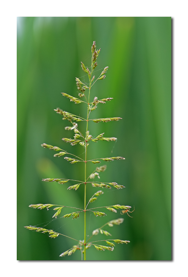 l'albero delle idee....