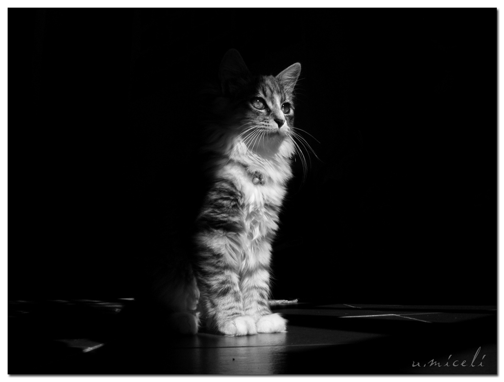 Belbo: fiera indipendente...