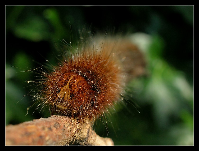 Il bruco elettrico 2