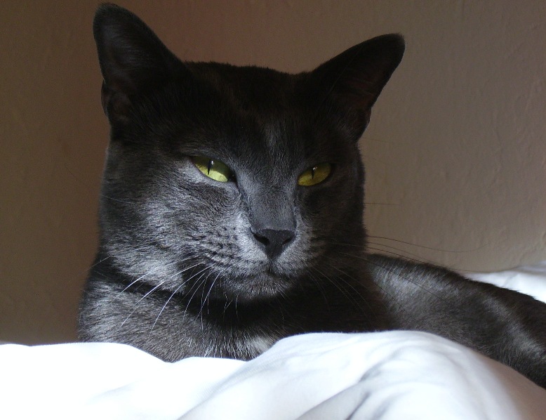 fiero di essere gatto