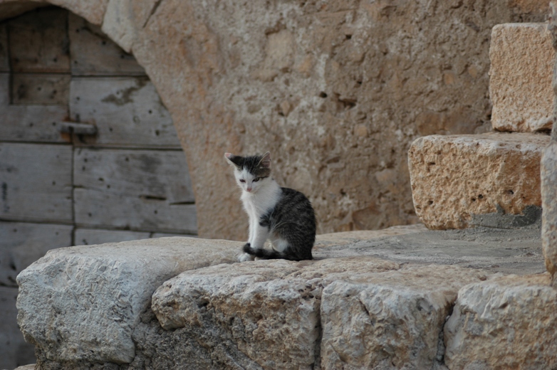 [micio] Vedo tutto da quass�