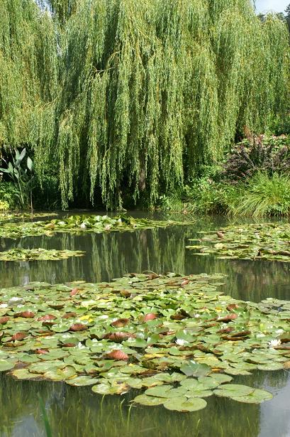 Il giardino di Cezanne