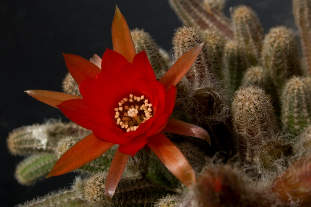 Chamacereus silvestrii