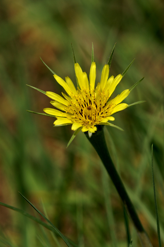 fiore.... come si chiama