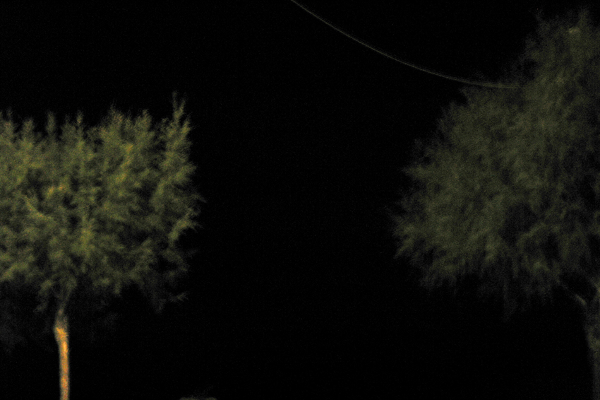 notturno con giovani alberi