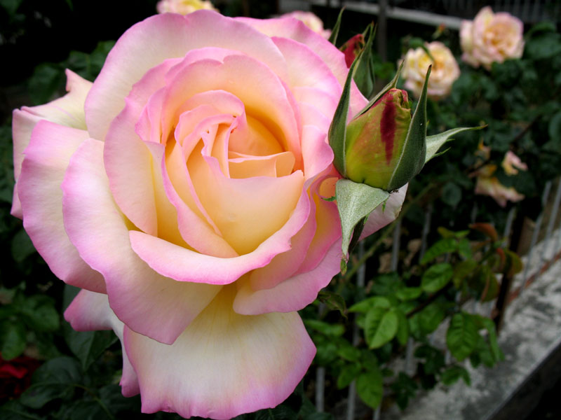 ....rosellina con mamma rosa...