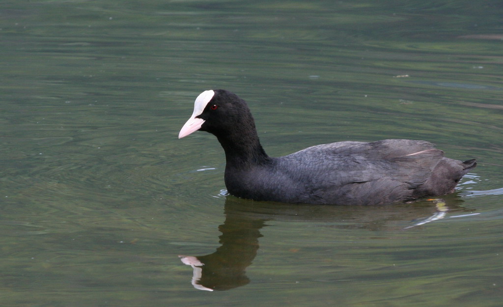 Prime prove che animale � ??