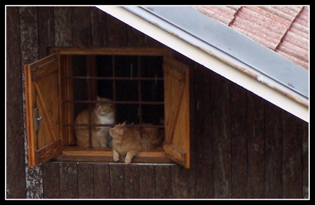 Magari tra un po' smette di piovere...