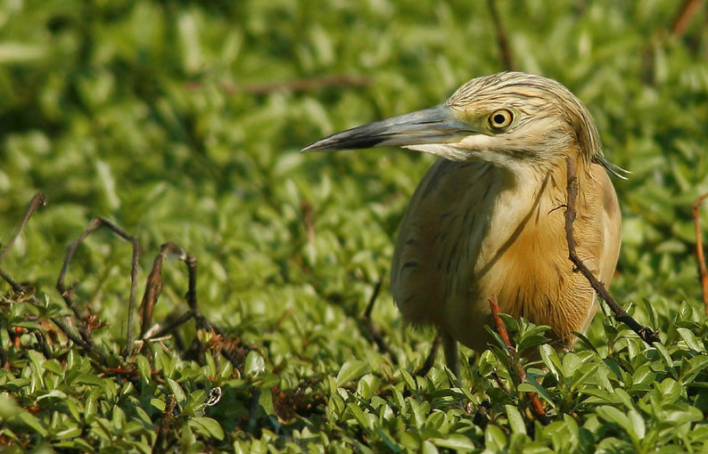 Renzo-Sgarza ciuffetto