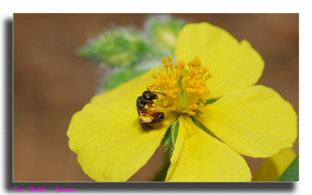 insetto 4 - si mangia!! -