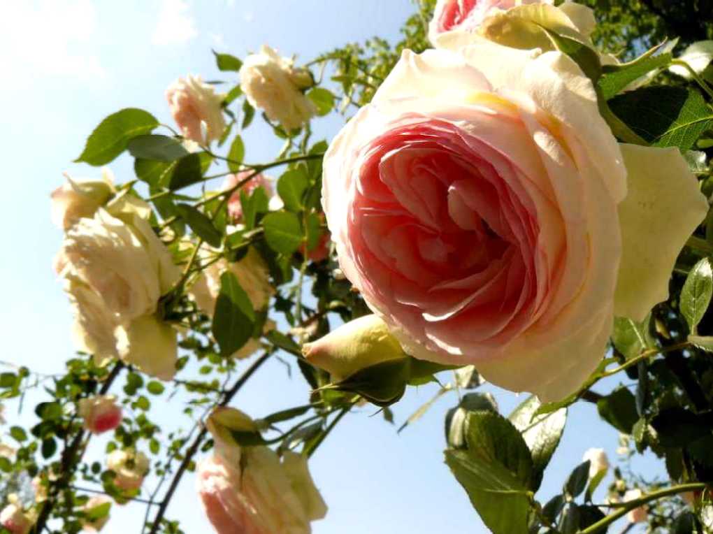 Rosa Pierre de Ronsard