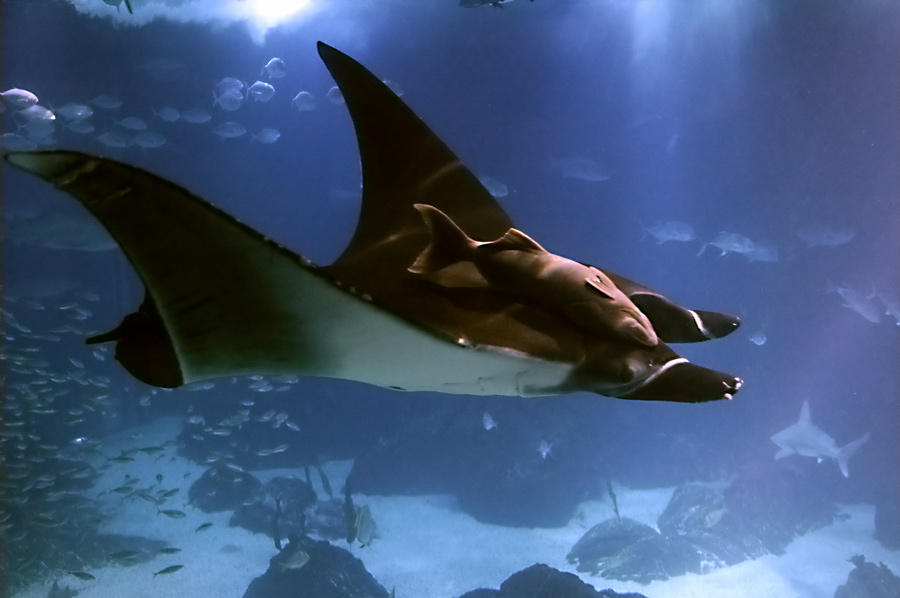 volaaareee! (con ospite)