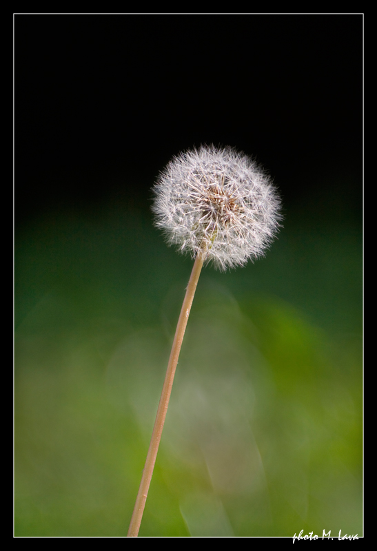 Esprimi un desiderio