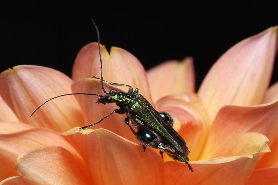Oedemera nobilis