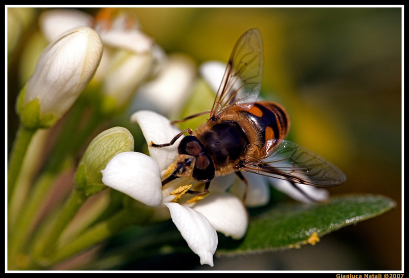 ST... populonia giardino della torre