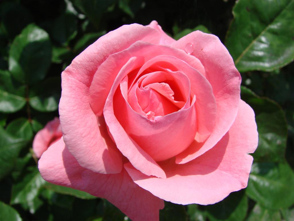 rosa...semplicemente..