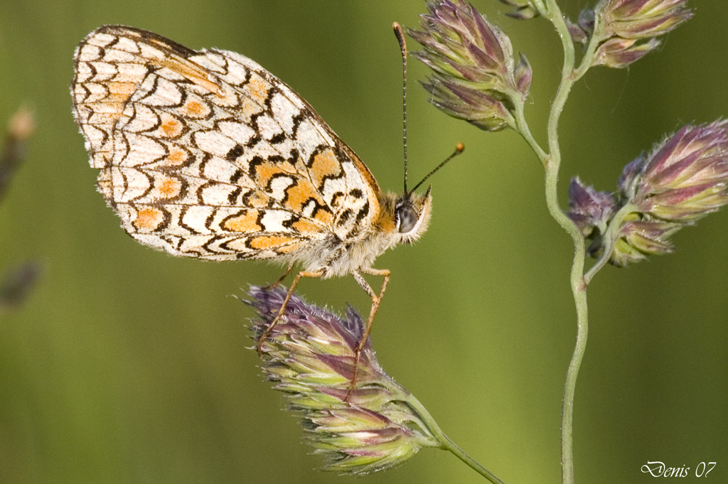 ancora farfalle ????