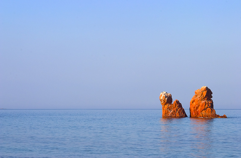 un cagnolino bizzoso che ulula al cielo ed una scimmia depressa