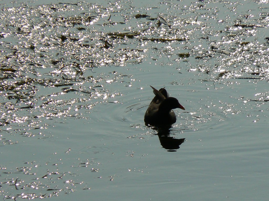 Gallinella d'acqua