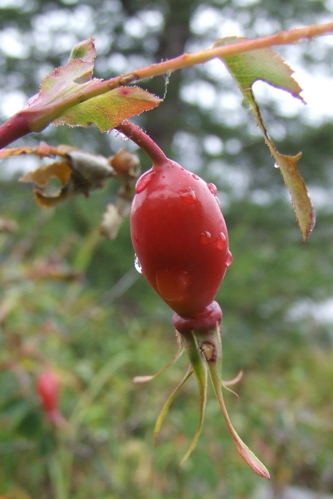 Rosa canina