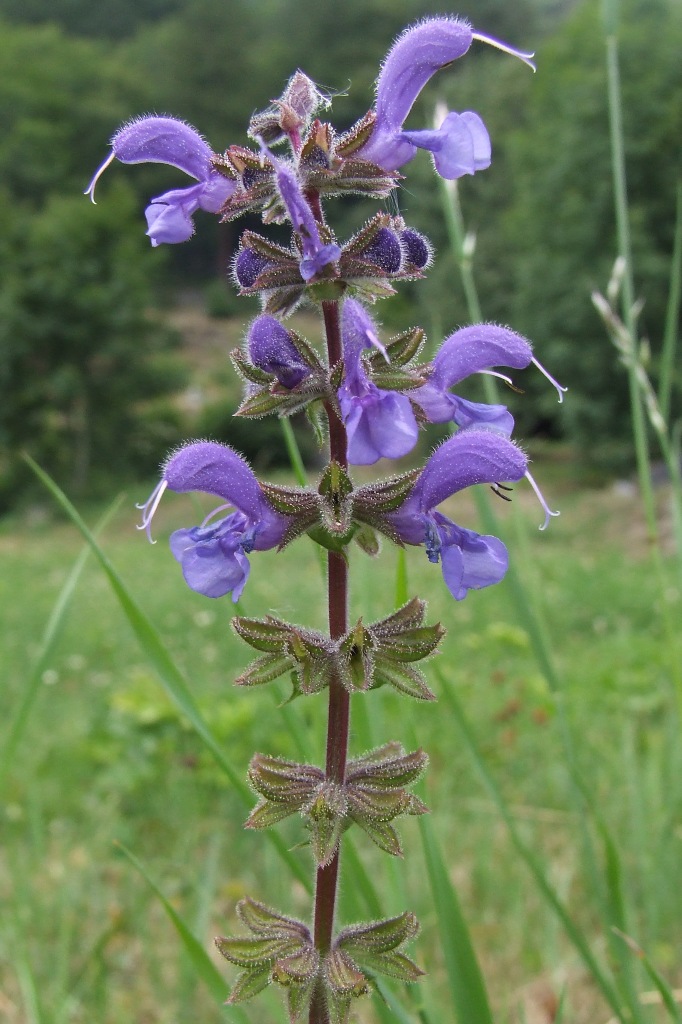 Gocce di rugiada su Salvia officinalis
