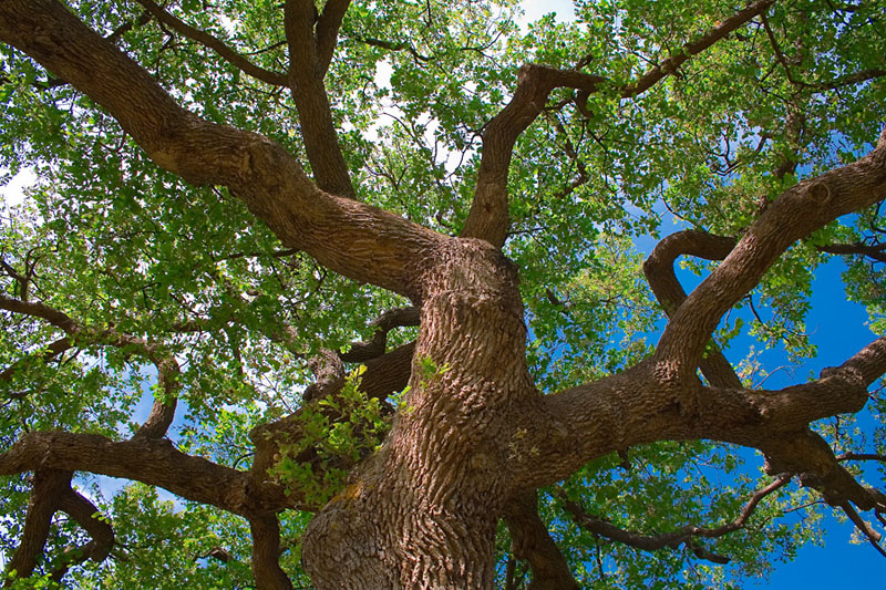 sotto la tua protezione