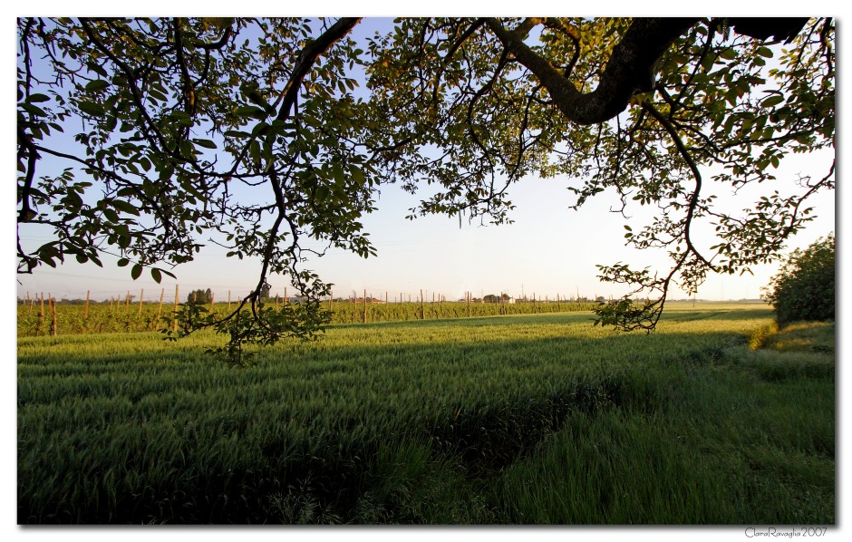 All'ombra......dei rami