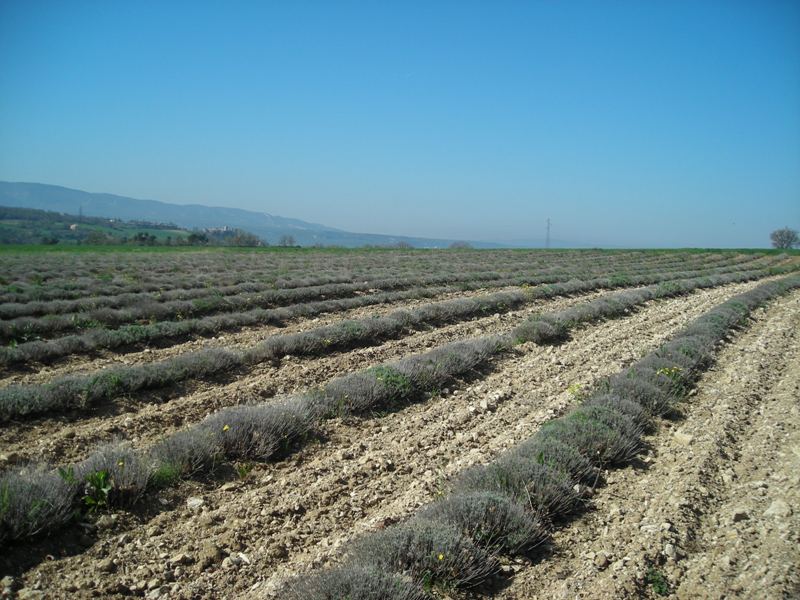 lavanda purtroppo non in fiore...
