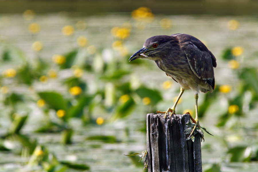 Nitticora Immatura ...