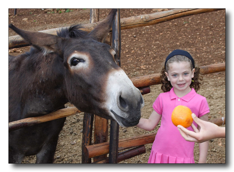 Ritratto con l'asino...