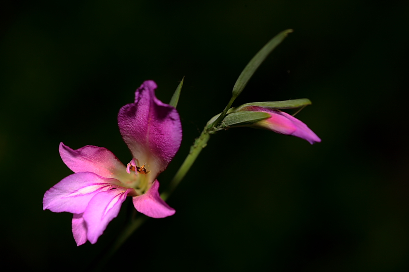 E' solo timidezza...